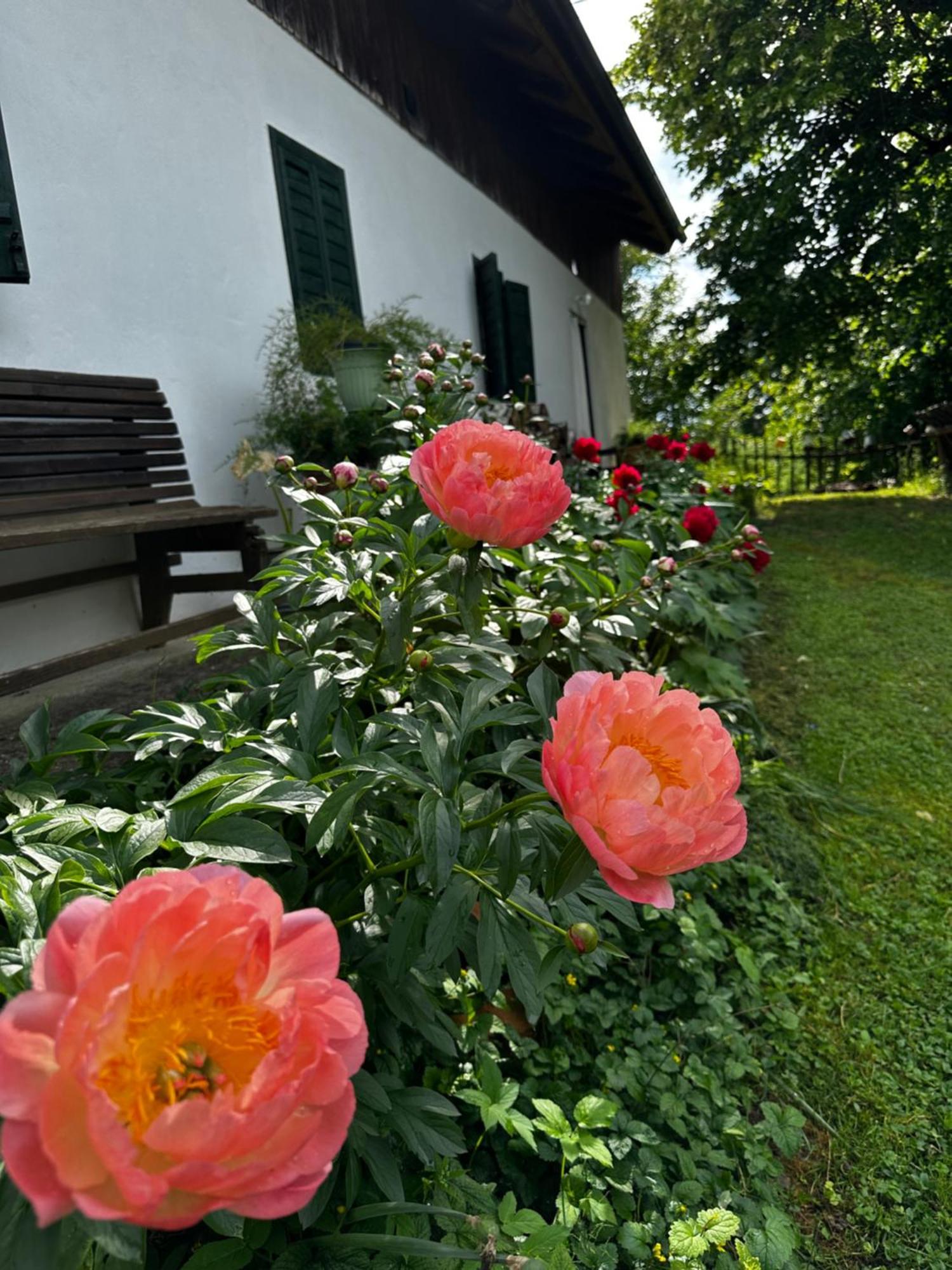 Estate Ana Guest House Ptuj Exterior foto